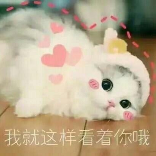 喵 萌宠 可爱 表情包