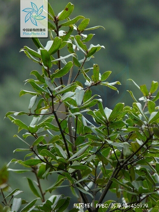 乌冈栎,壳斗科,[1]栎属,常绿乔木,高达10米或成灌木状叶互生,革质
