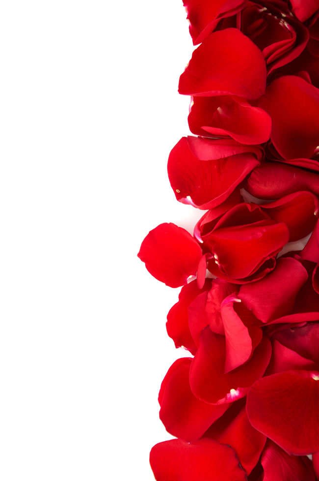 红色玫瑰花瓣背景图片