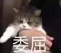 猫咪表情包