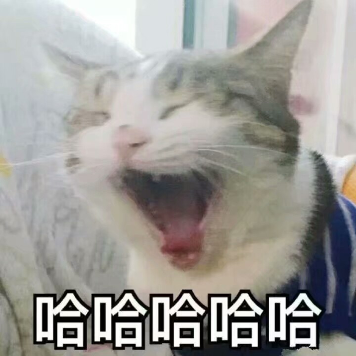 小动物表情包