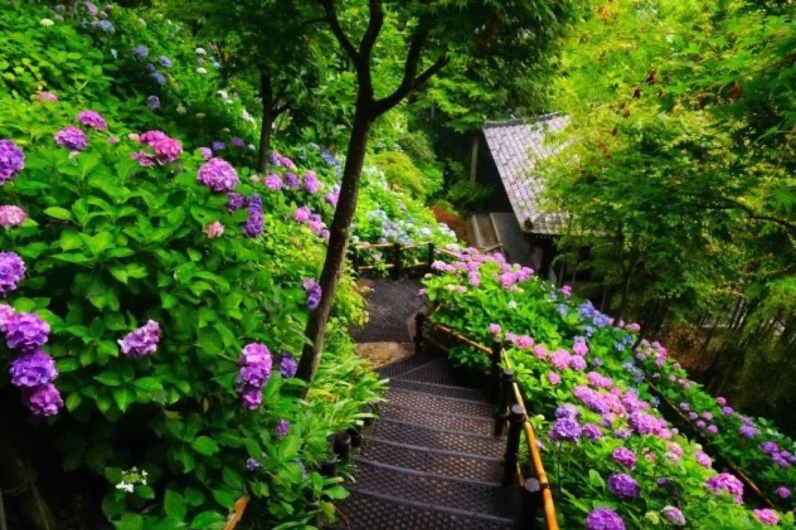 紫阳花 