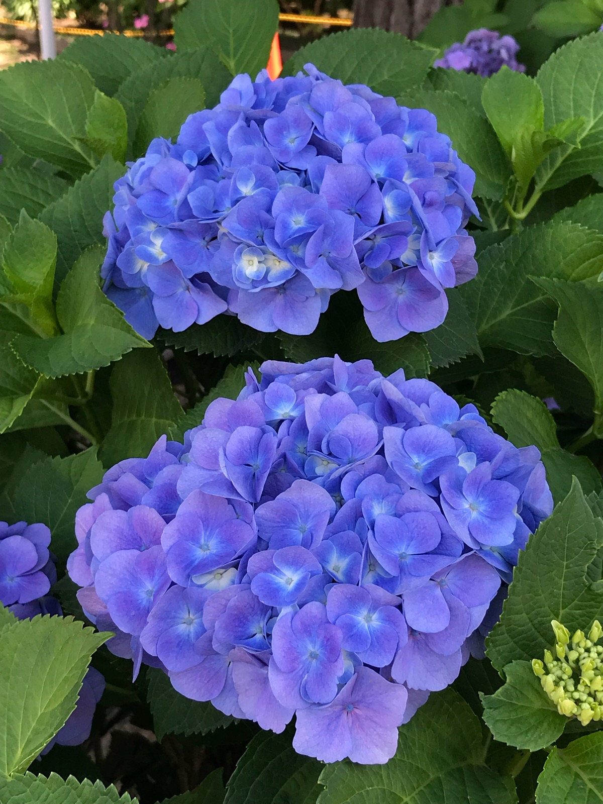 紫阳花
