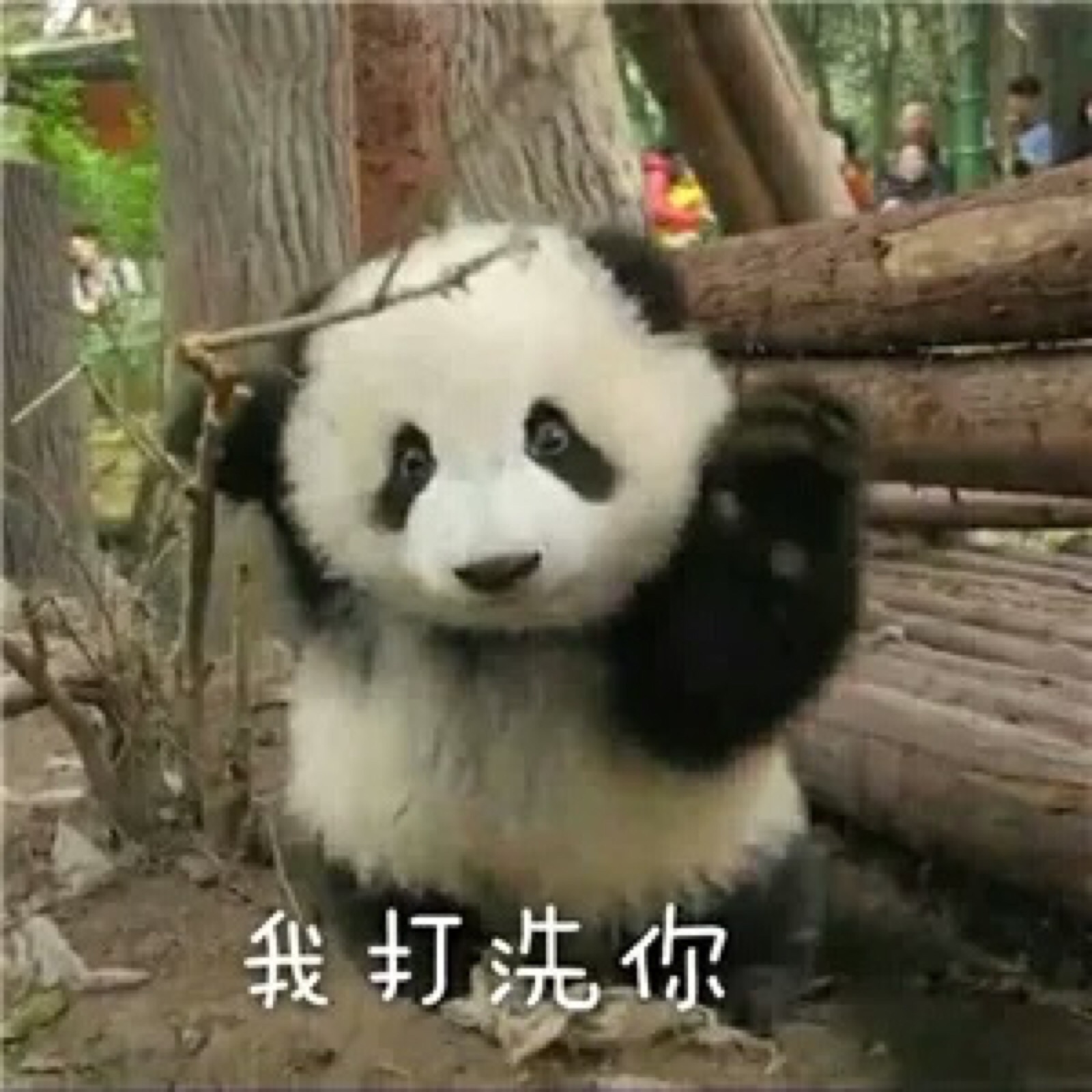 胖达表情包,萌哭我