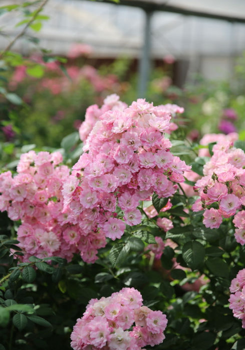 一个叫"苹果花"的月季花