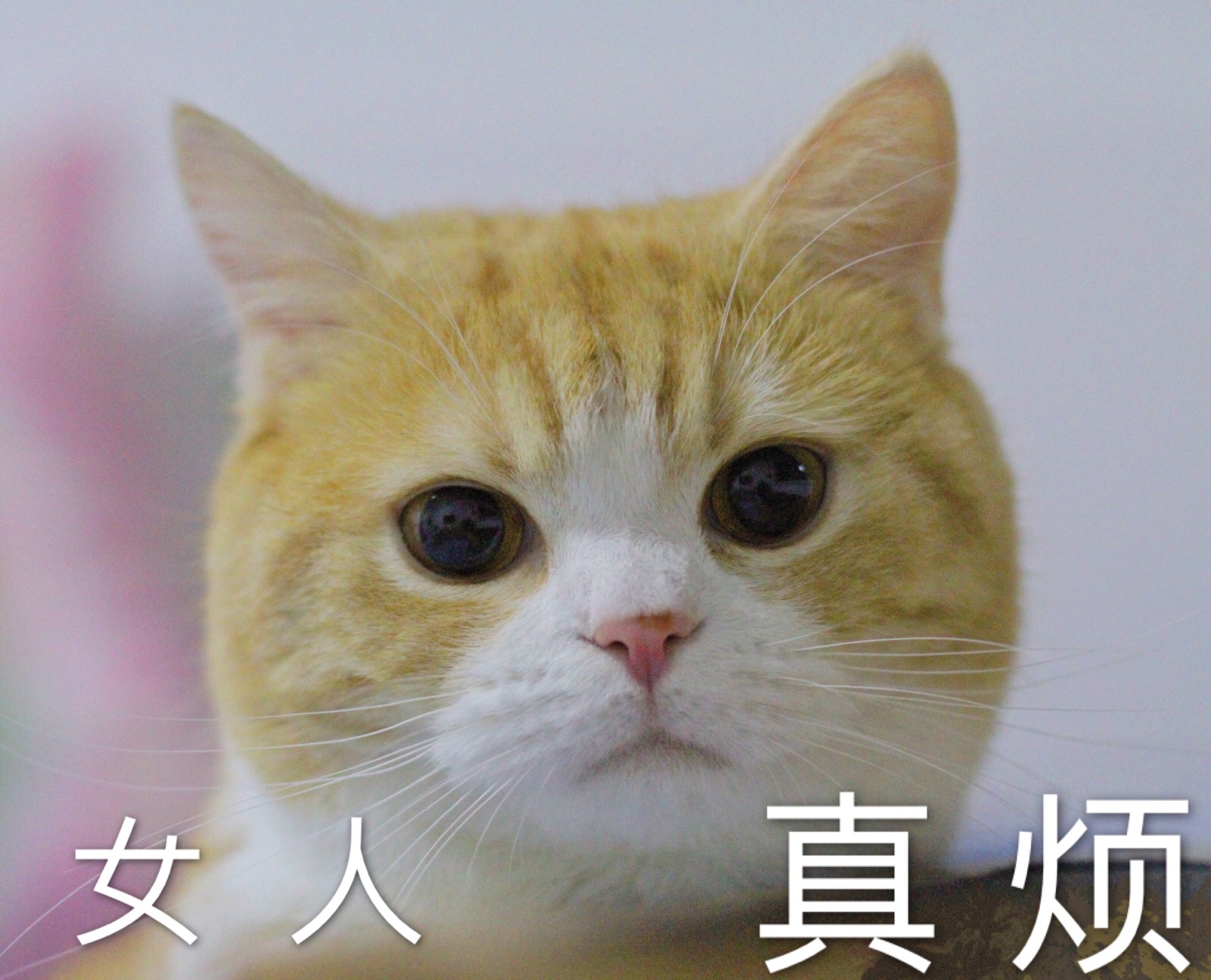 猫表情包 女人真烦