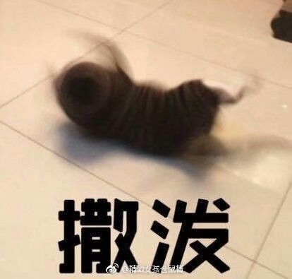 猫巨婴可爱天规表情表情包触图片