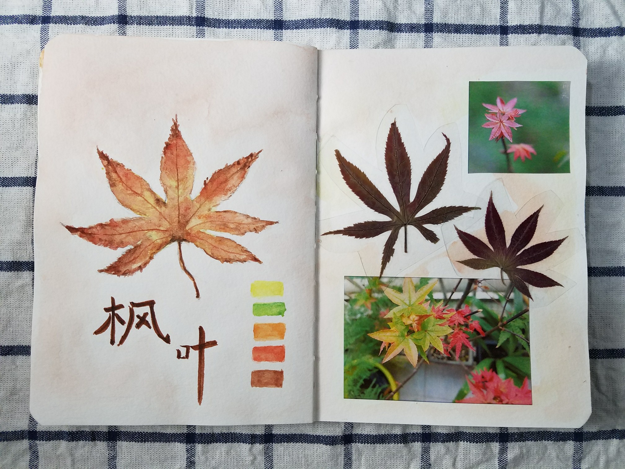 植物名片枫叶图片
