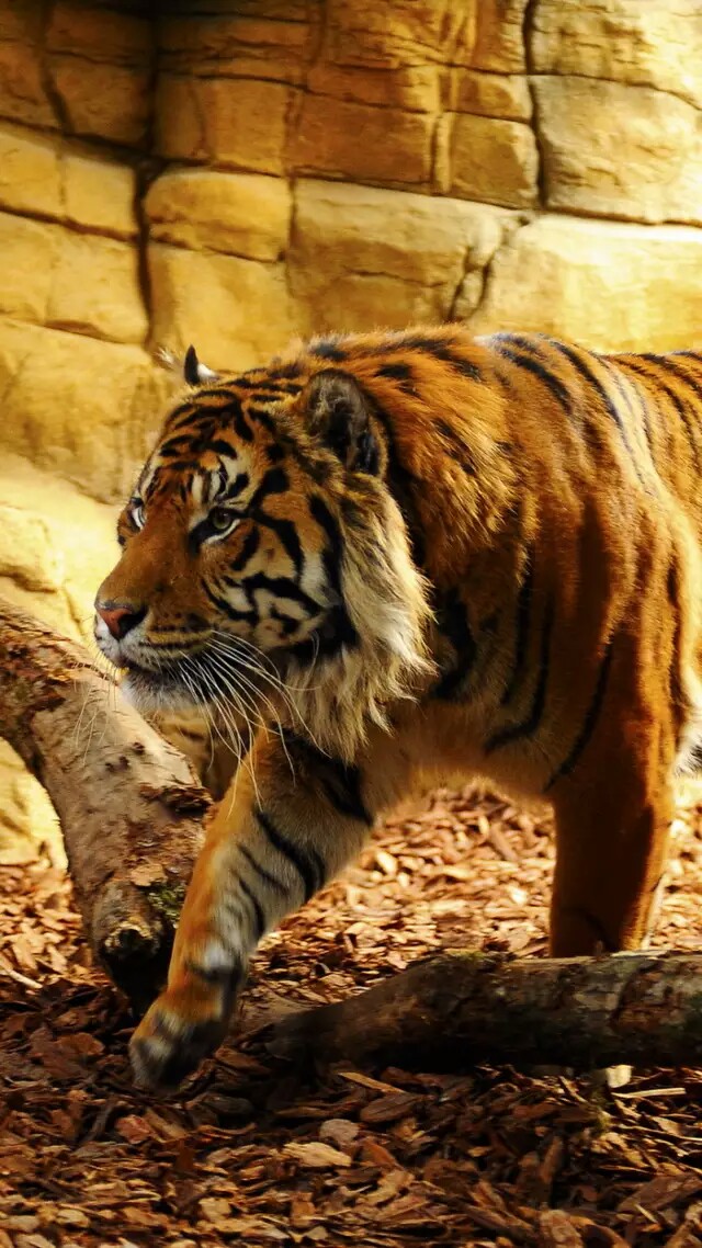 老虎 狮子 猩猩 狼 豹子 野兽