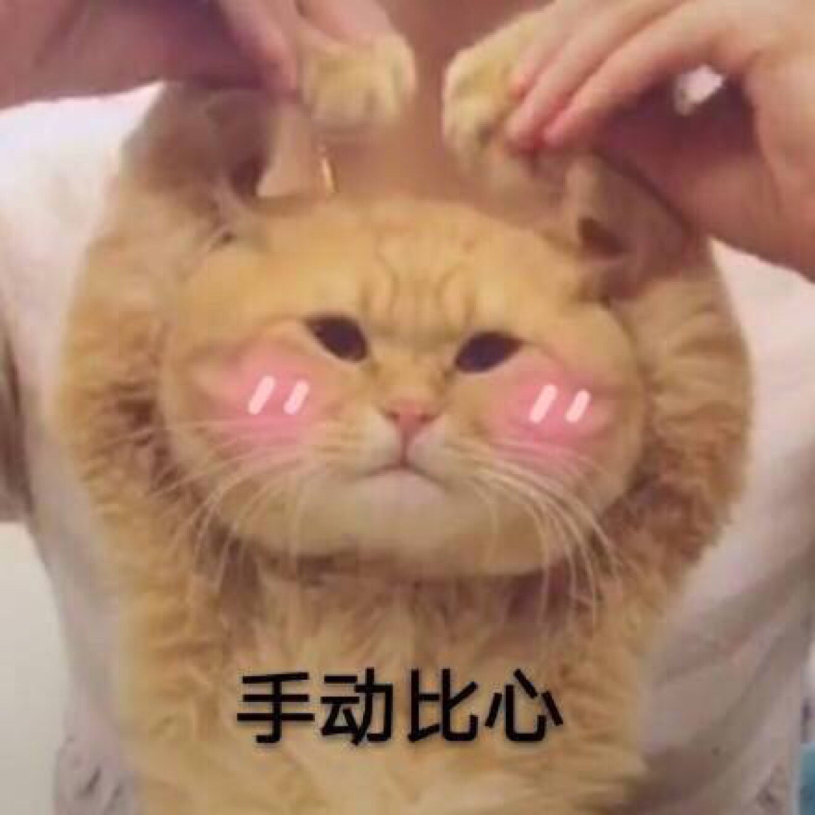 猫猫 宠物表情包 听装逼的声音嘻嘻嘻嘻 随意