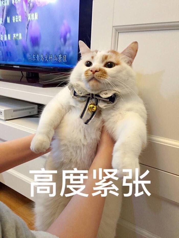 啦啦啦 啊猫表情包 猫猫喵喔~ 搞怪巴拉巴拉