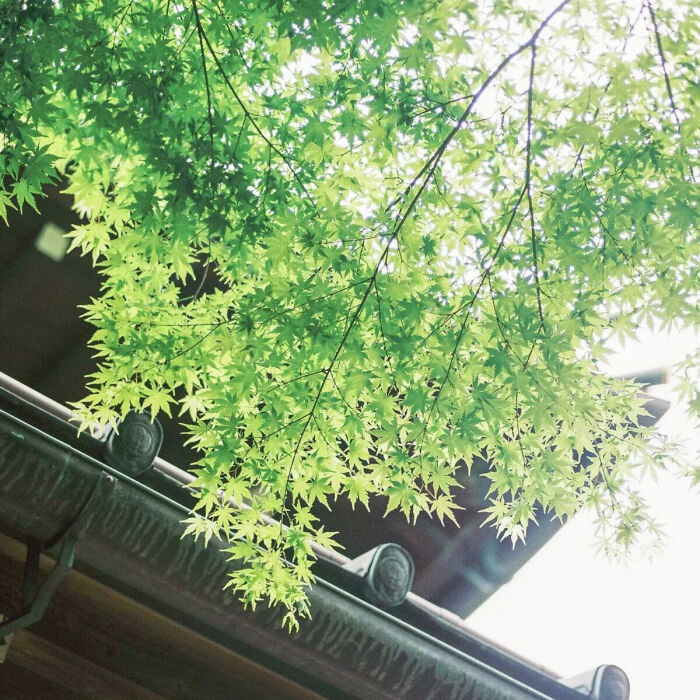雨天:小清新头像