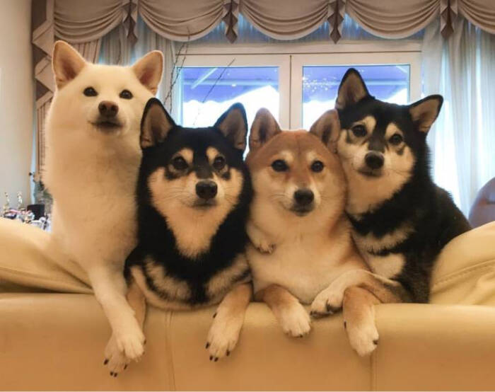 柴犬