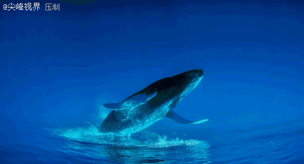 鲸鱼动漫动态壁纸图片