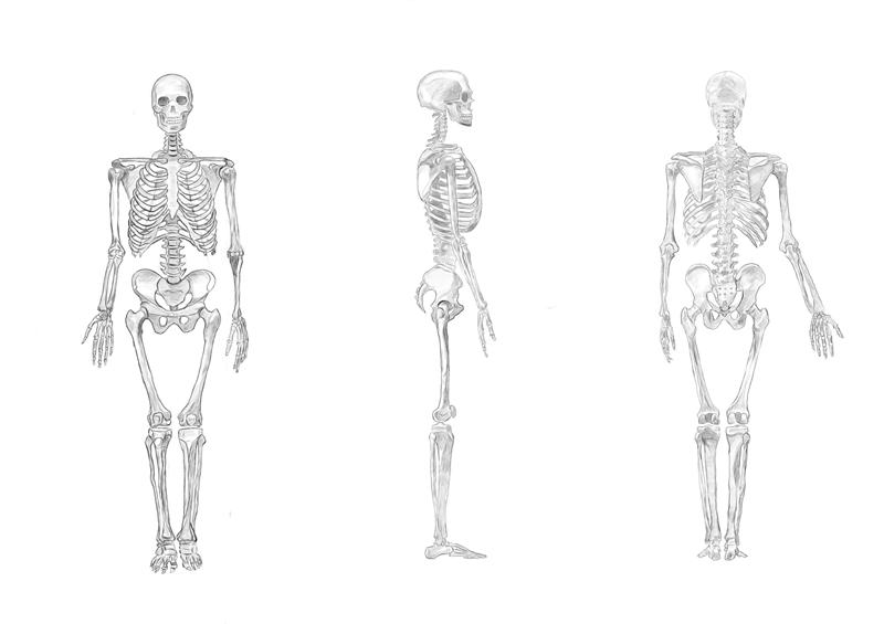 人体骨架及肌肉分布