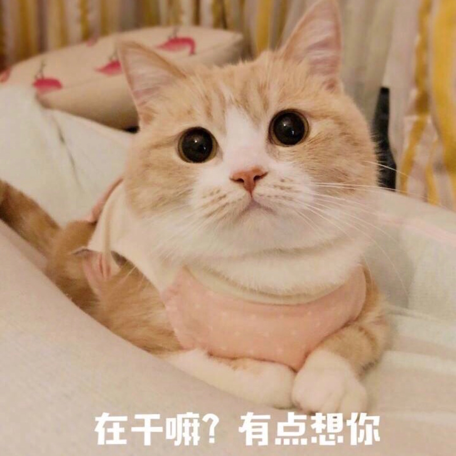 猫咪表情包