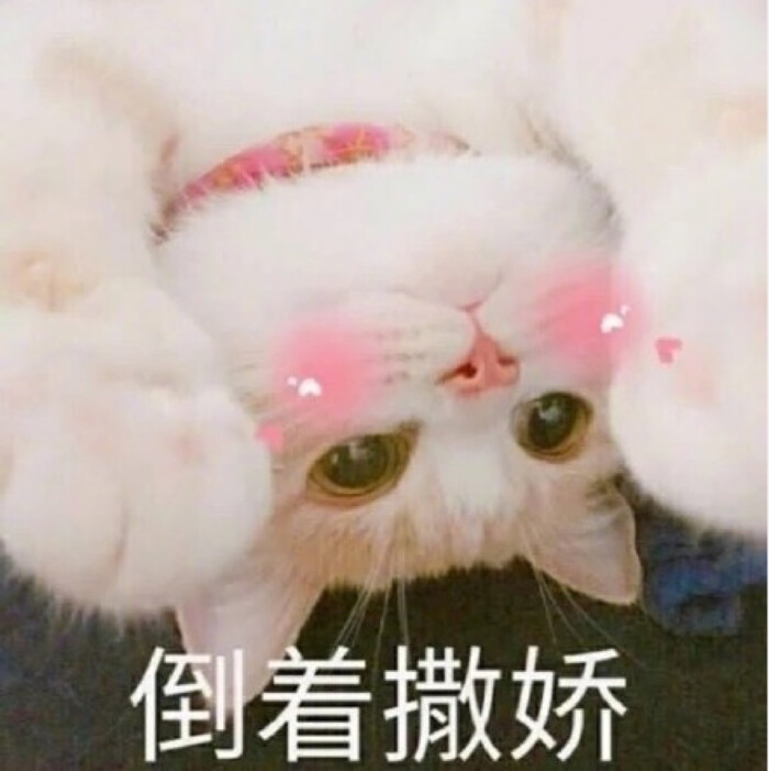 猫咪表情包-堆糖,美好生活研究所