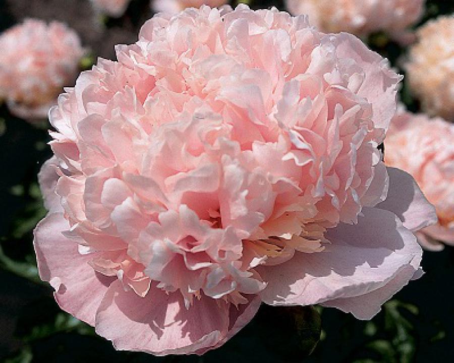 芍药