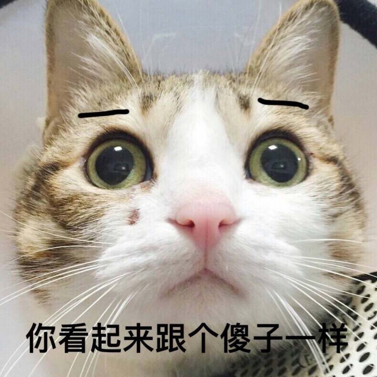 猫表情包可爱