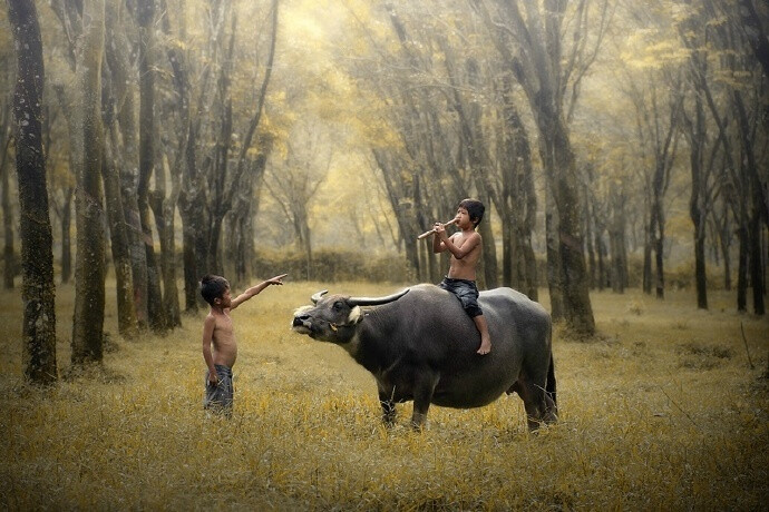 牛背上的牧童图片