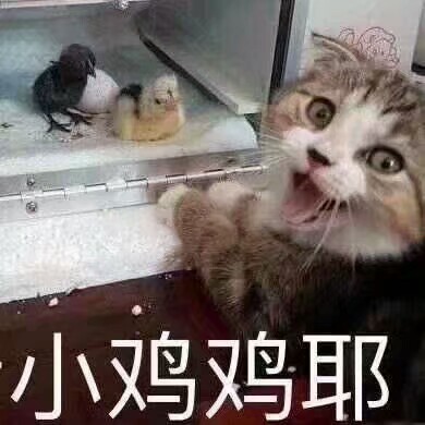 沙雕表情包.