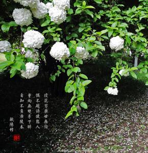 琼花,也叫木本绣球