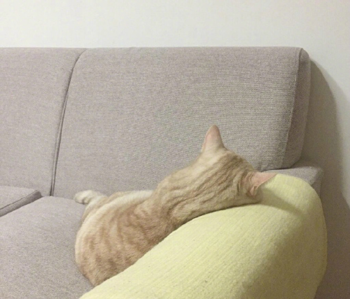 猫咪睡着后,背影萌死了.