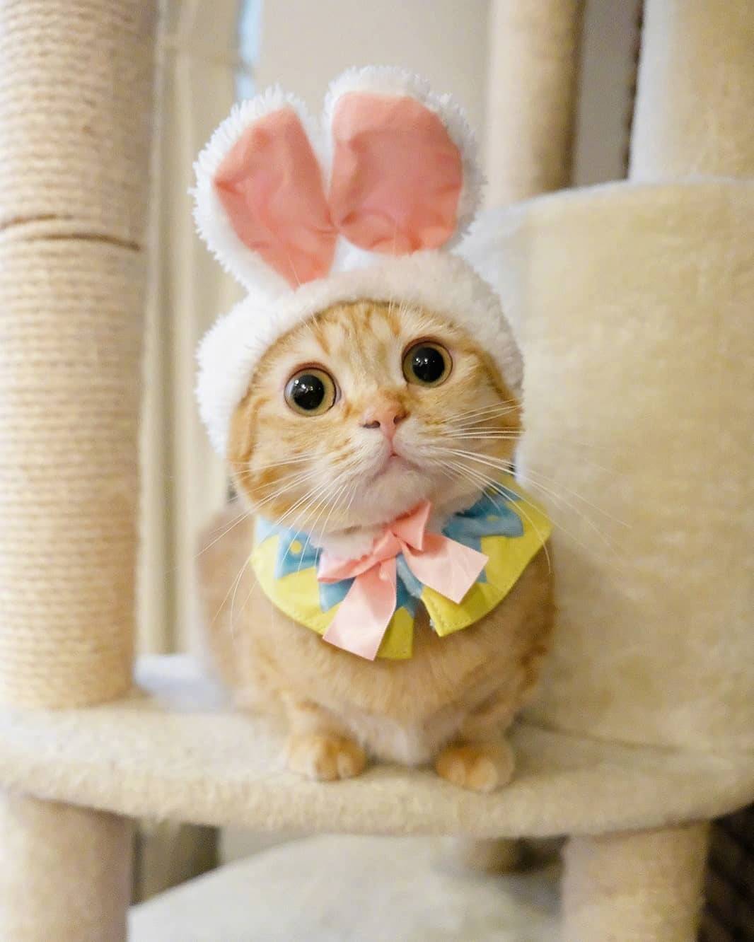 喵星人的喵星球#我不允许有人没看见这个小可爱!