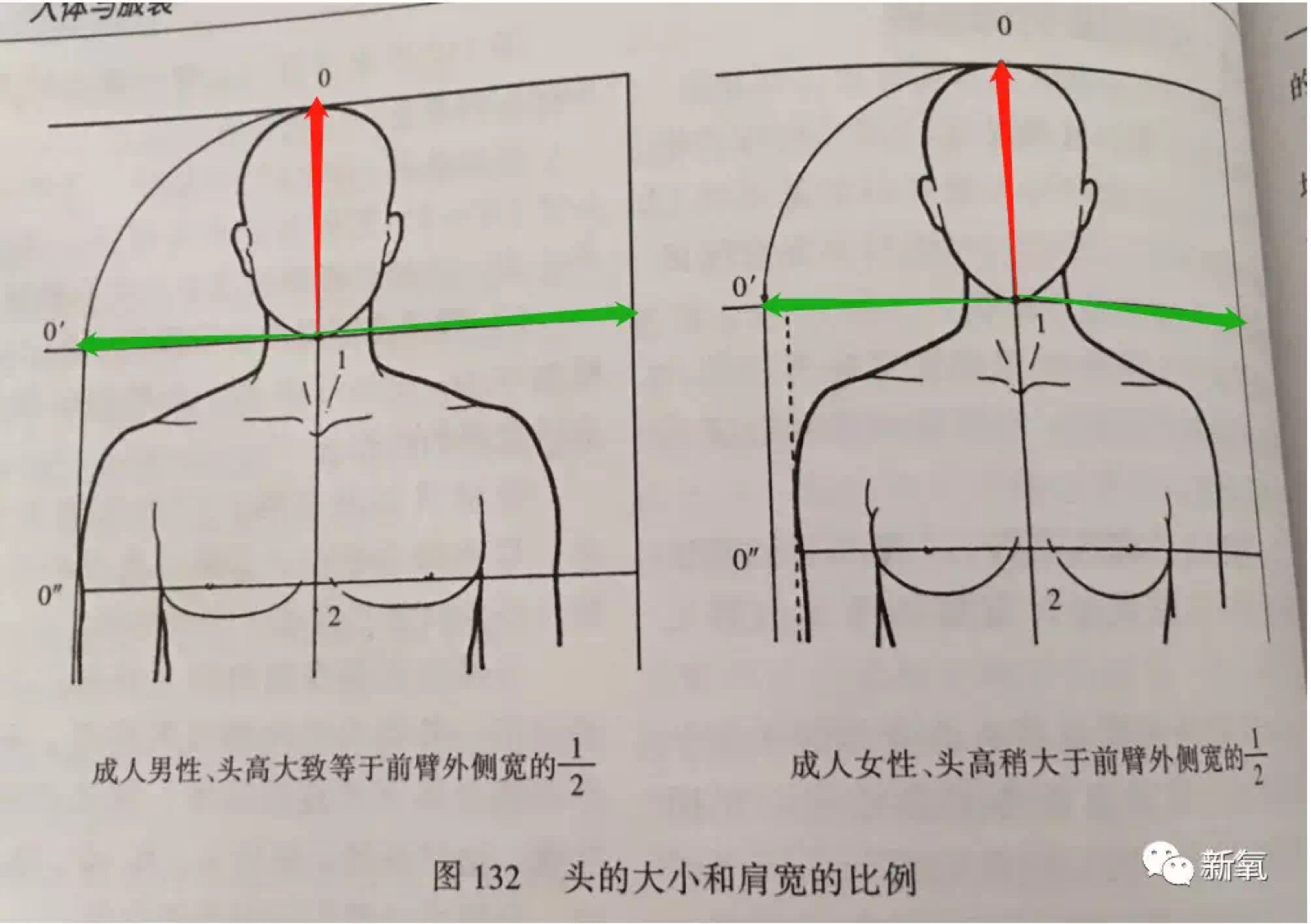 看下图,头肩比主要是指:头高(也就是头部的长)和前臂外侧宽之间的比例