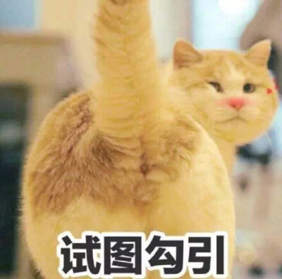 撩男神必备的表情包