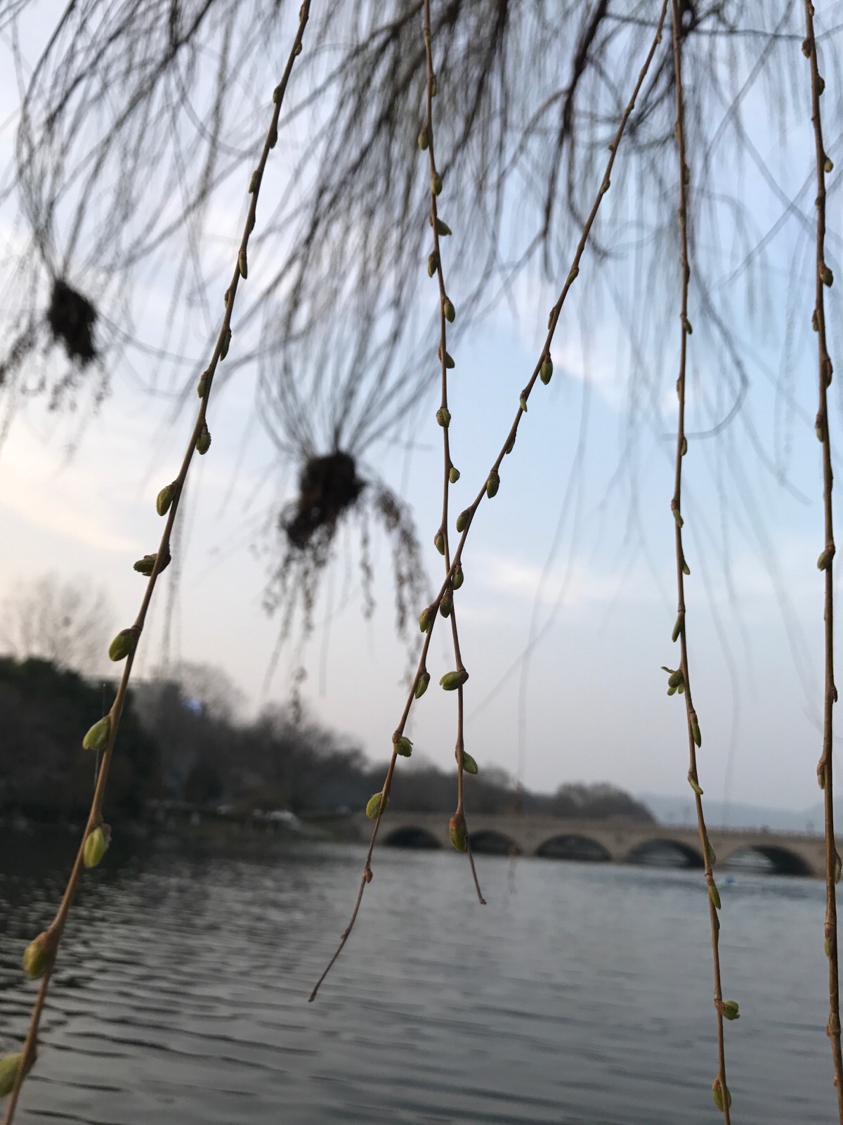 柳芽
