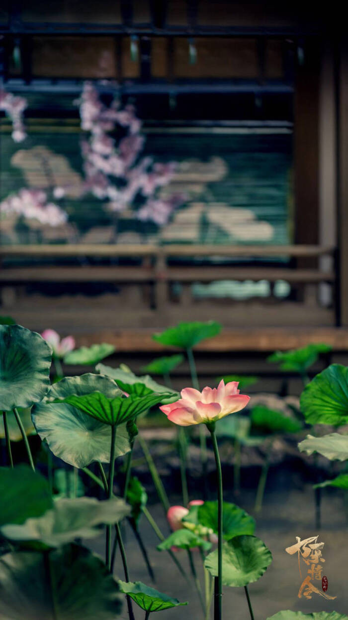 《陈情令》莲花坞