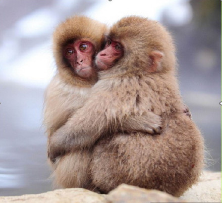 两只情侣丑猴子图片图片