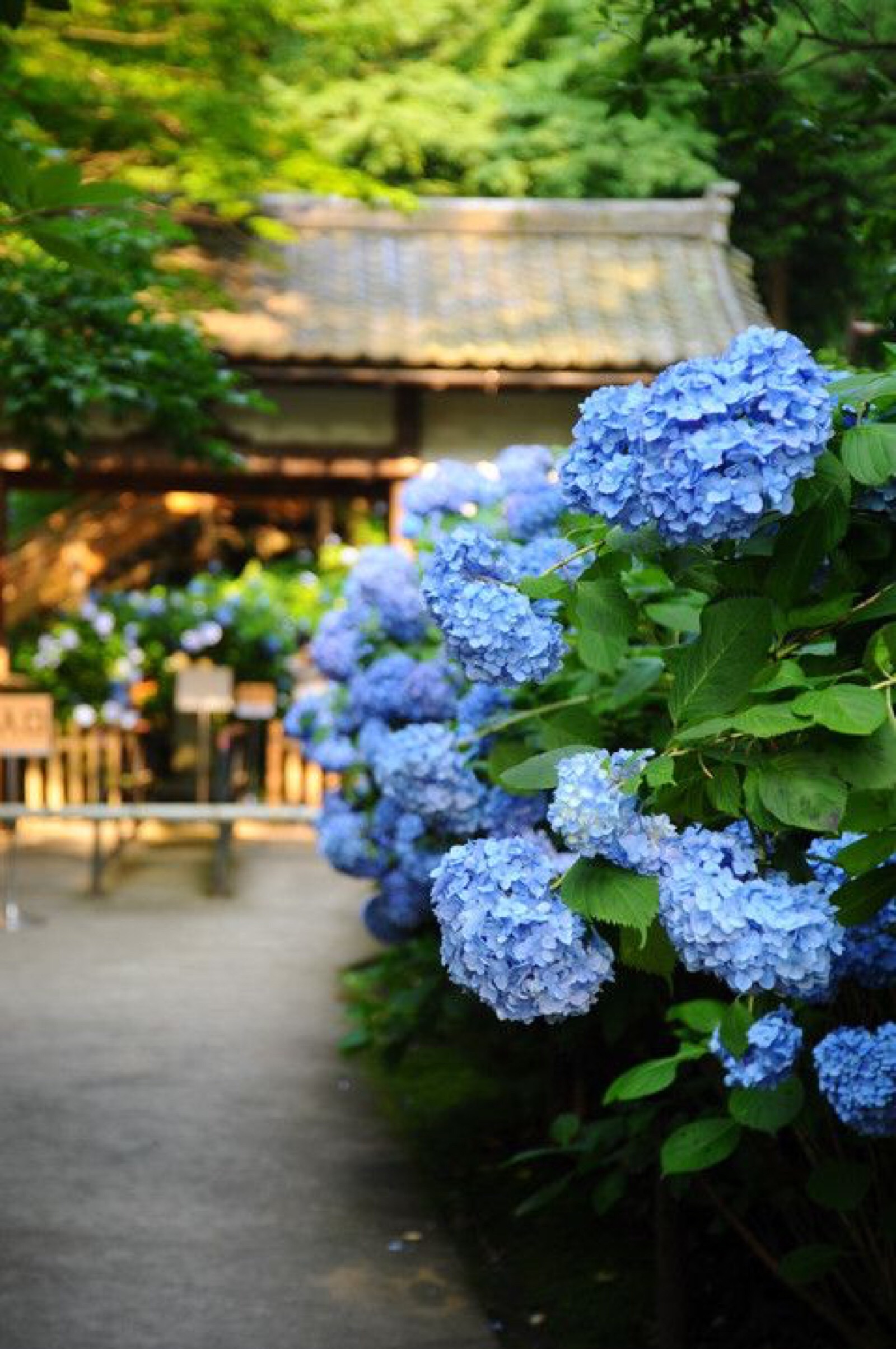 紫阳花