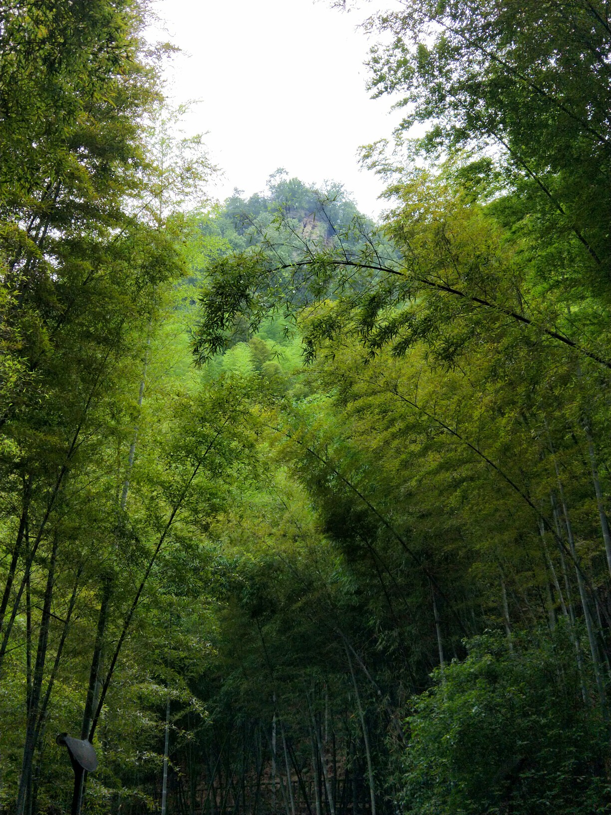 茶山竹海