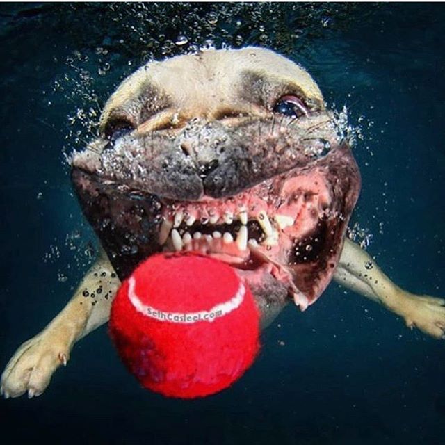 水下的狗狗,你喜欢哪一张