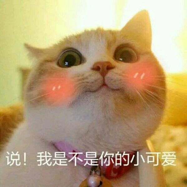 超可爱表情包