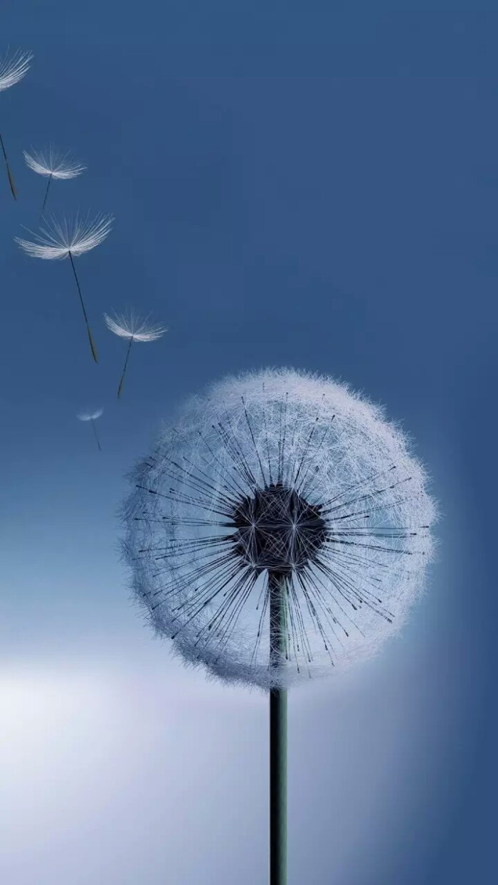 蒲公英 
