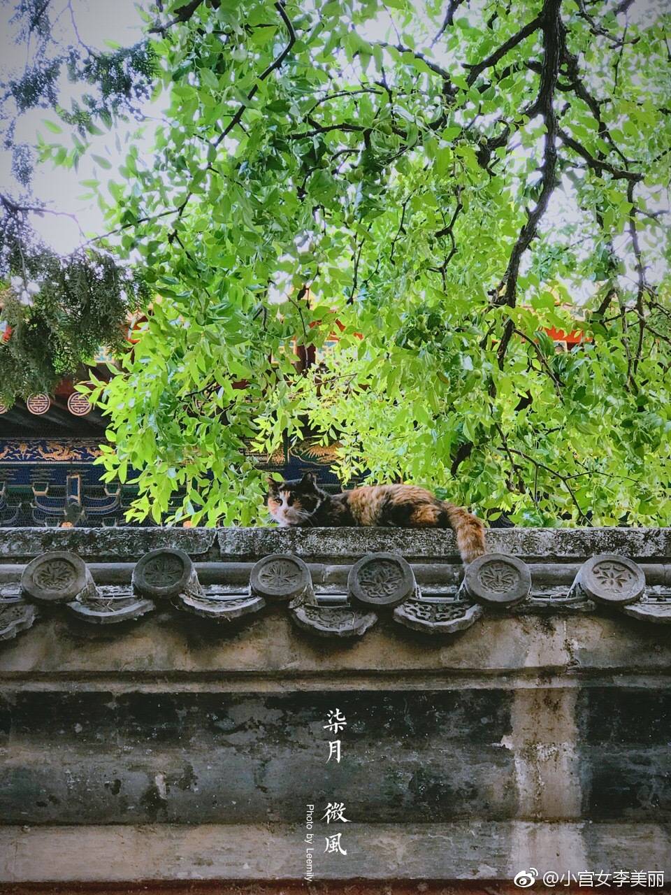 小宫女李美丽:故宫的喵喵