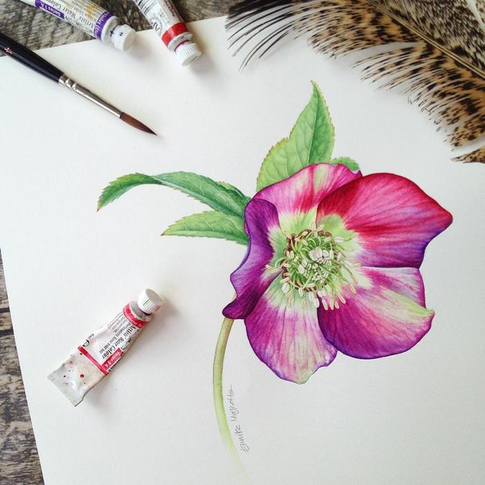 印尼插画师eunike nugroho花卉水彩画