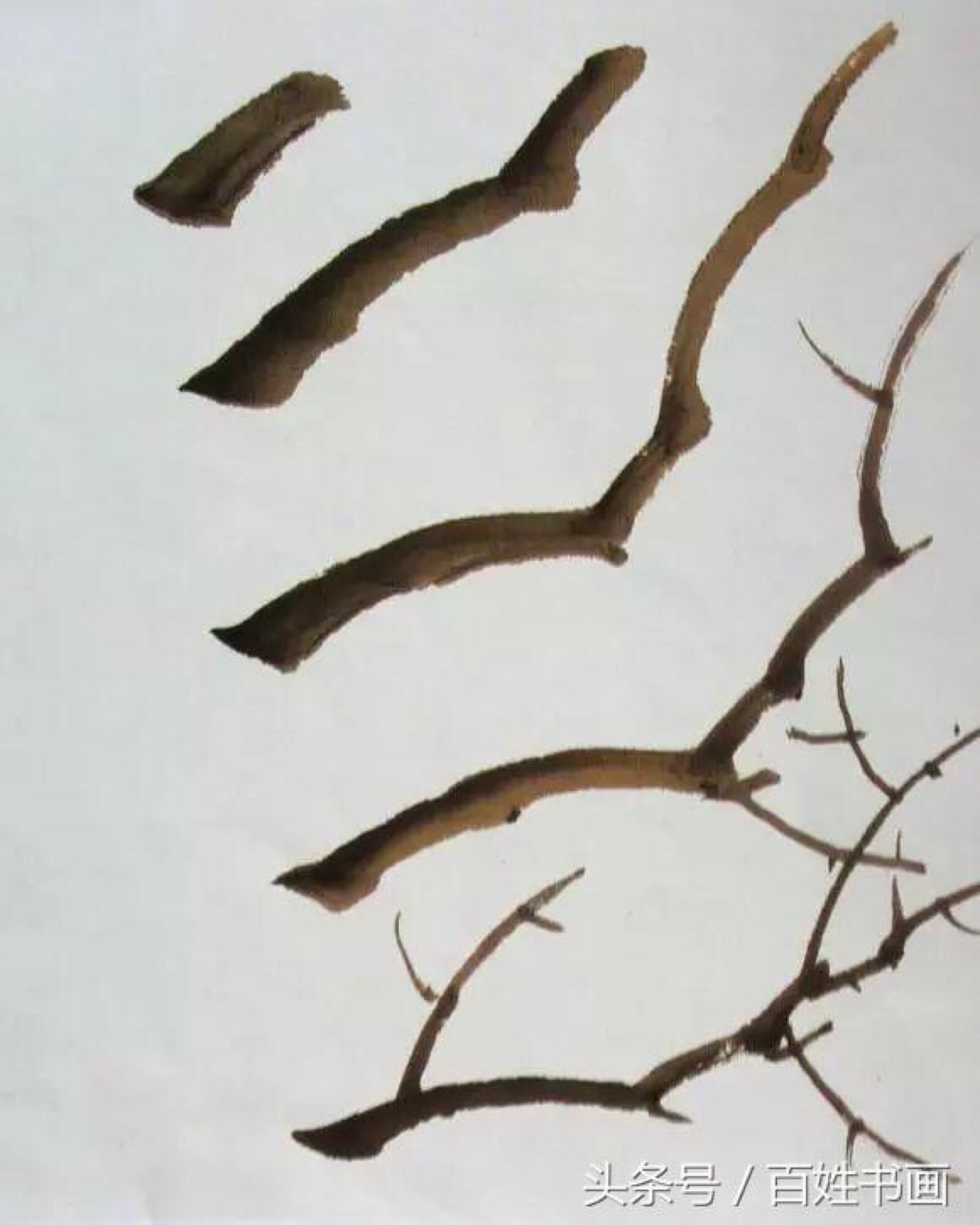 牡丹树干和树枝的画法