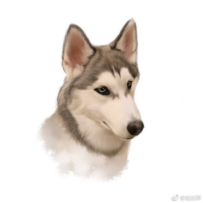 狗狗头像