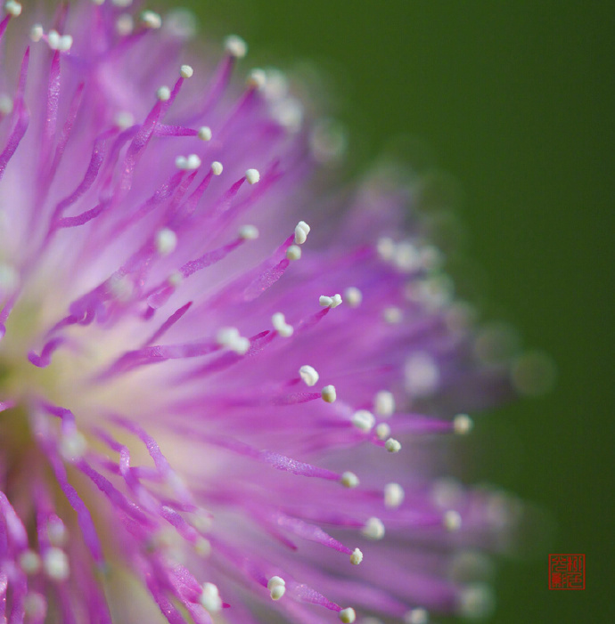 含羞草的花朵