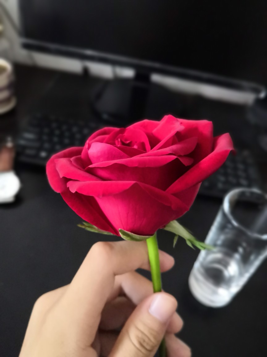 一支玫瑰花自拍图片