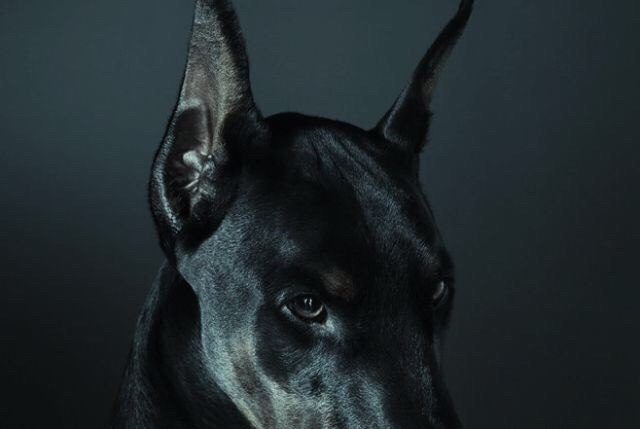 杜宾犬纯黑图片