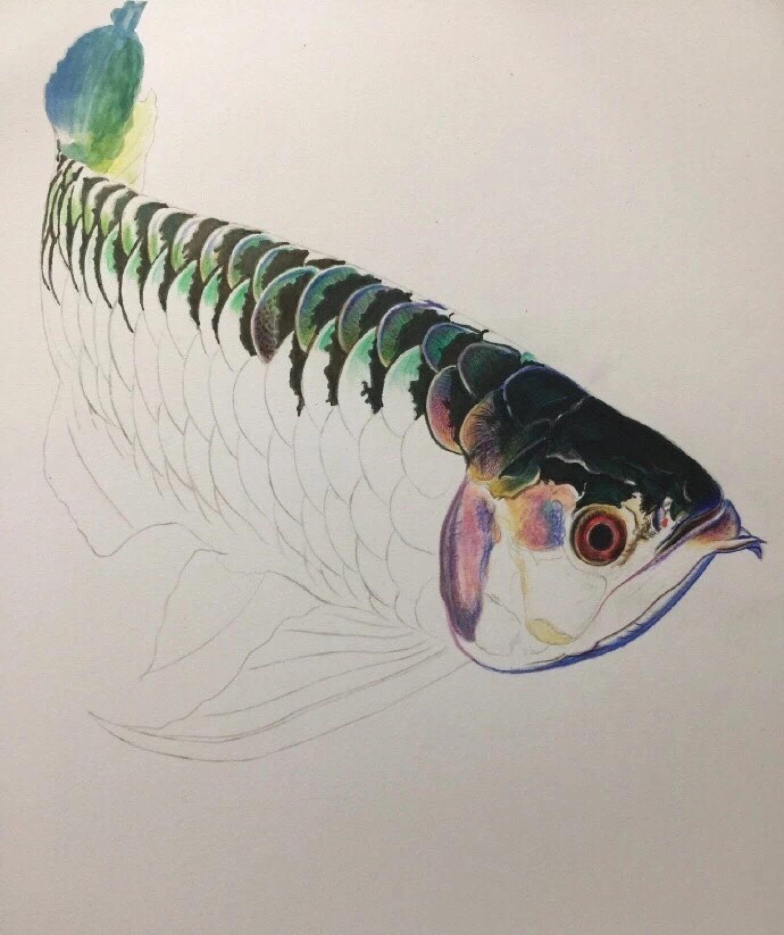 彩铅热带鱼图片