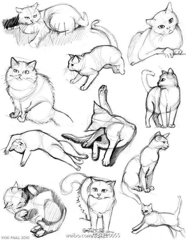 猫的画法姿态图片