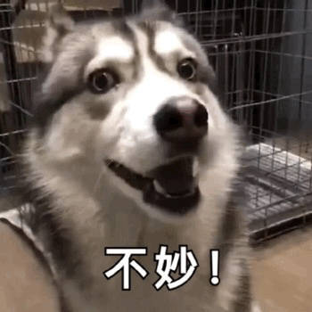 一组表情子小狗,也太可爱了凶干表情包的嘛辣么图片