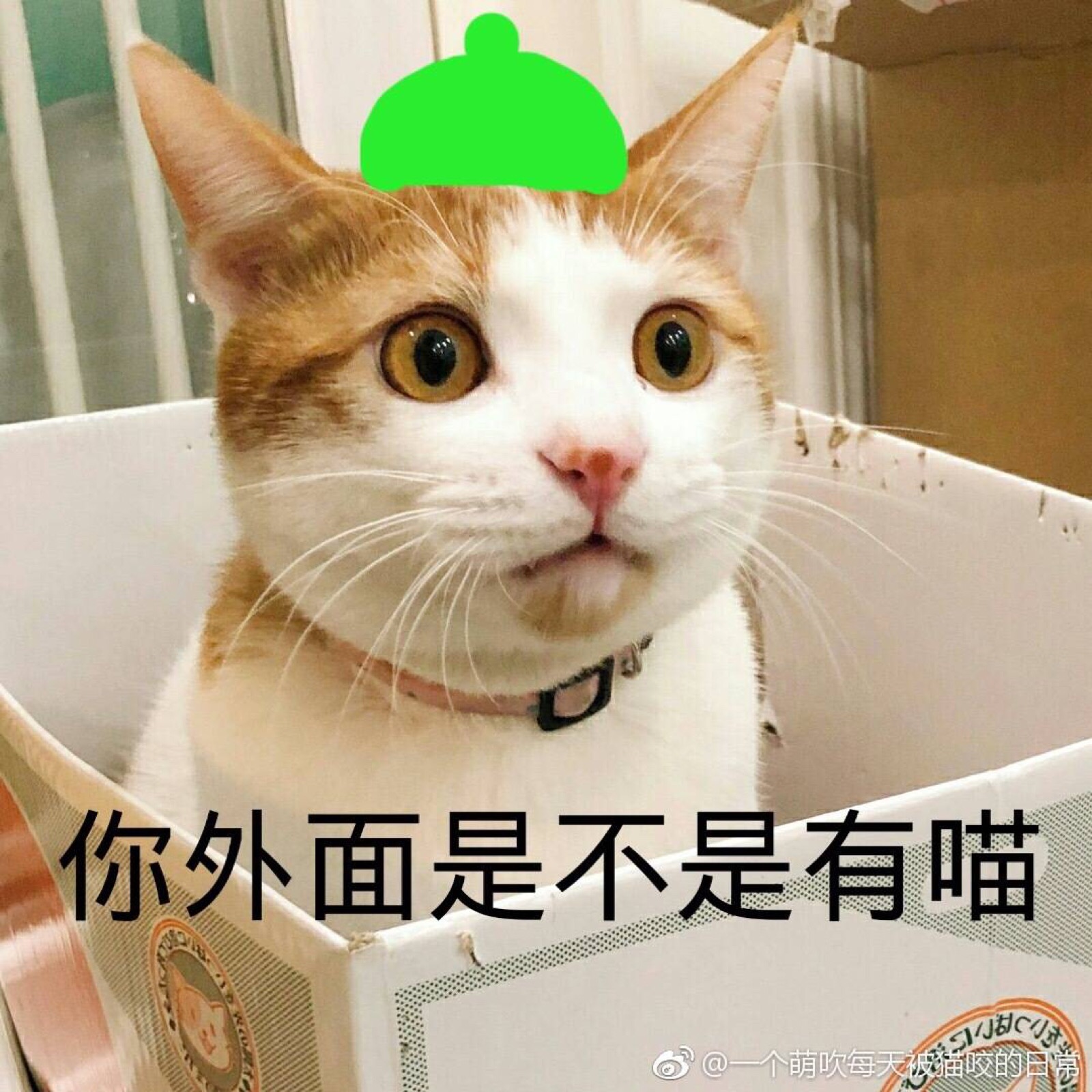 绿帽子猫咪表情包图片