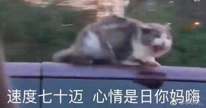 猫表情包 速度七十迈心情是日你妈嗨